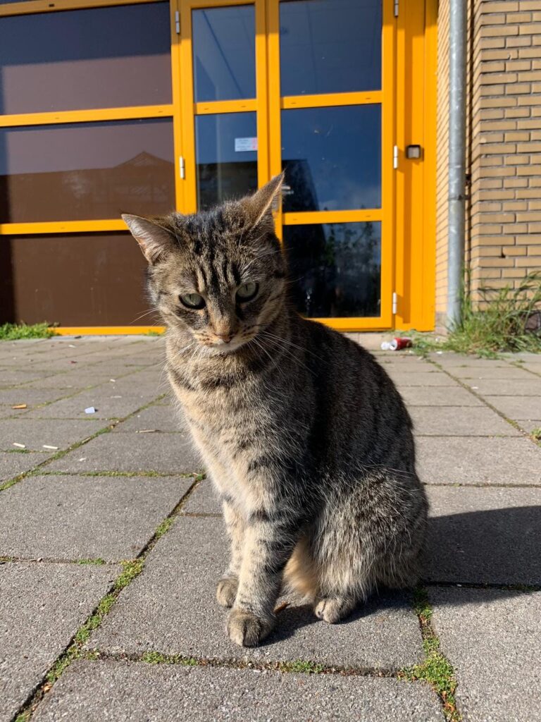 The "dojo cat" - Japan Fans Utrecht