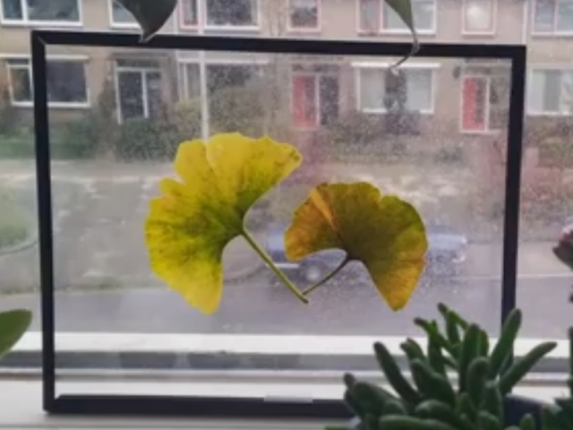 Creating art with Ginkgo leaves