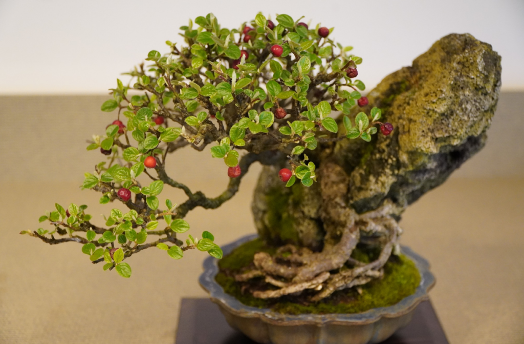 A picture of a fukien tea, sekijoju, with its roots over a rock style, which was part of our blog post on Lodder Bonsai. This Japan related UGC (user-generated content) appeared in several local and regional newspapers. Japan Fans, Japanese Arts & Culture from the Centre of Utrecht, for friendship and inspiration, Japans Cultureel Centrum Utrecht