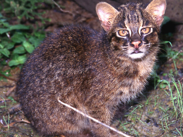 Island Wildcats of Japan